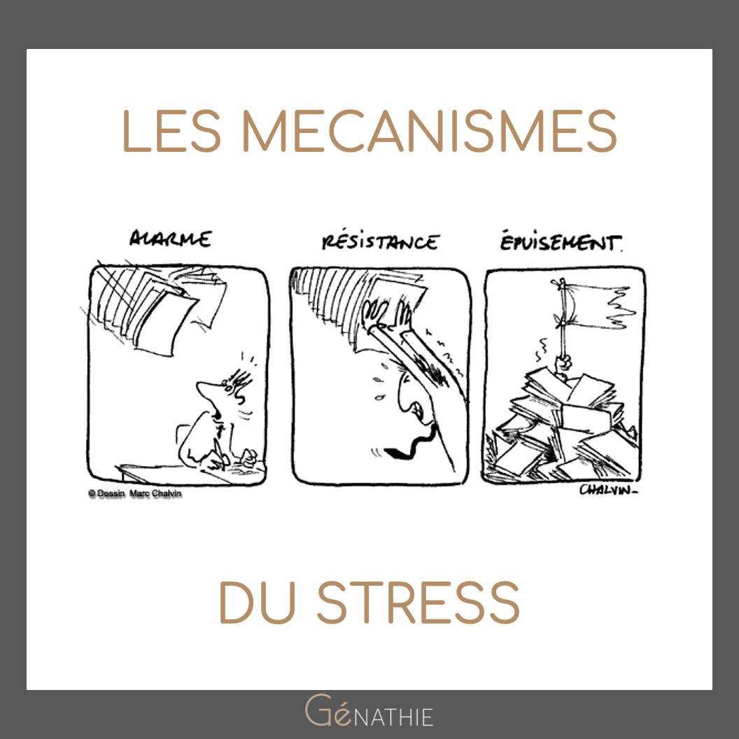 Capture d’écran 2023-10-09 à 15.03.18 Les Mécanismes du stress